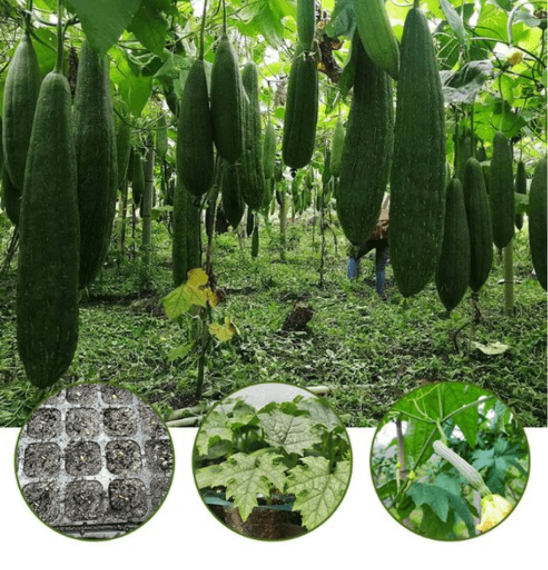 Natural Loofah Sponge