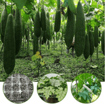 Natural Loofah Sponge